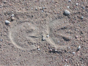 fronthindfootprints1.jpg