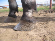 Bandero's Left front "before" photo, lateral view