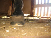 Front view of Bandero's left front hoof