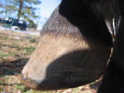 lateral view of left front hoof