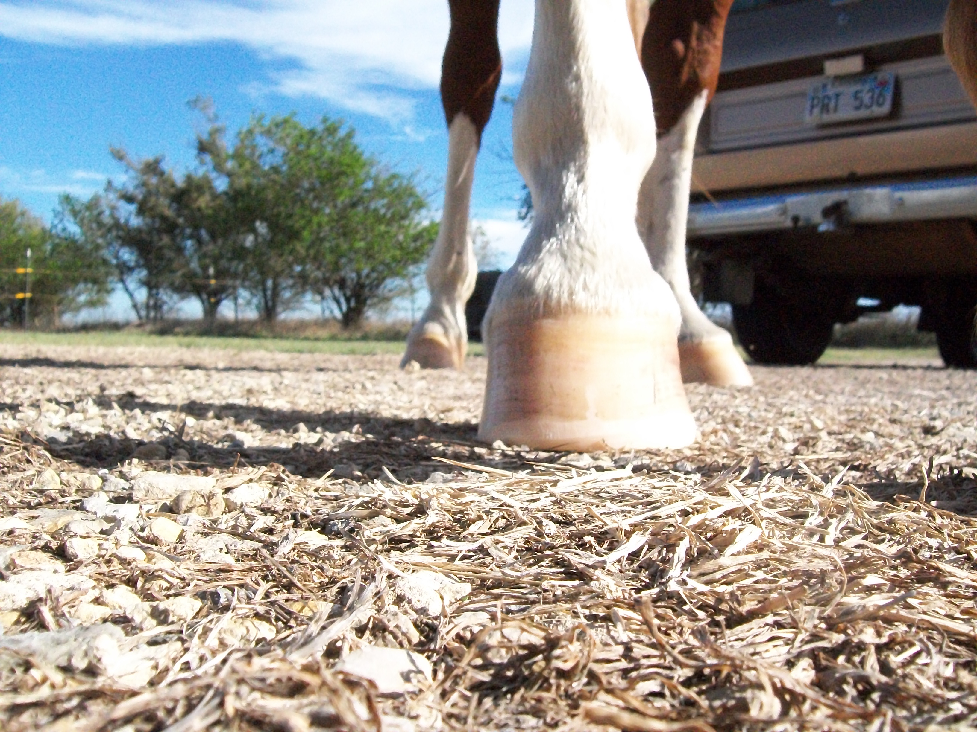 Duke left front hoof