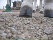 Festus' right front hoof