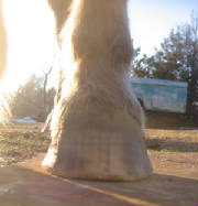 Left Front hoof 