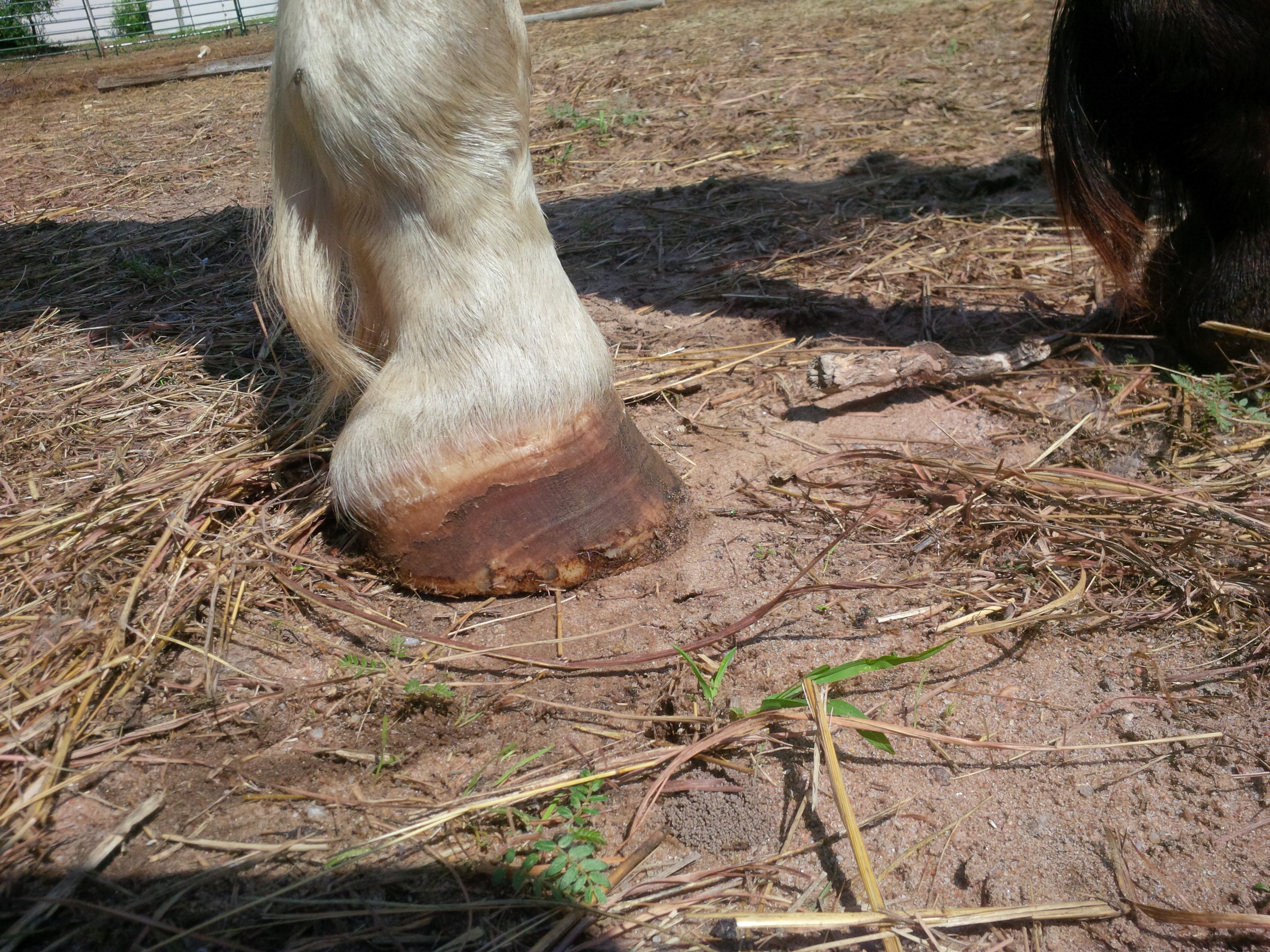 Left front hoof 