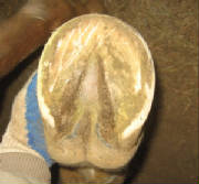 Solar view of hoof, note the weak digital cushion