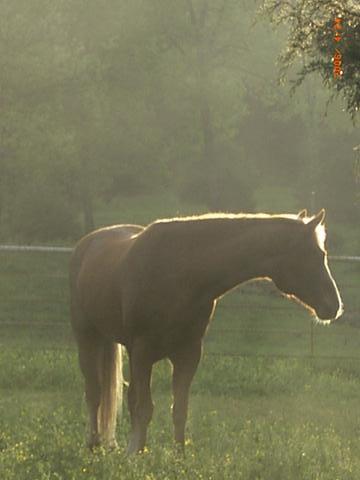 Leo in the mist