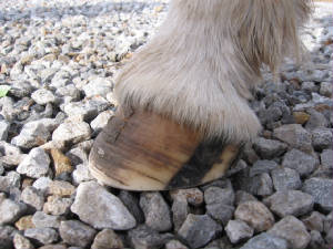 Healthy Mini Donkey hoof