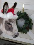 Lilydonkey/xmaslilly.jpg
