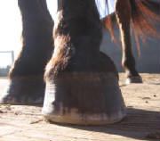 Dorsal view of hoof