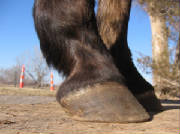 Right front hoof, lateral view