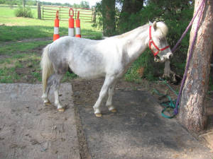 SnappleMini/June2010Snapple.jpg