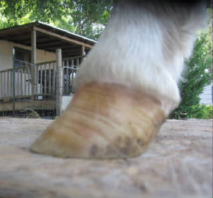 Hoof with excess heel height and long toe