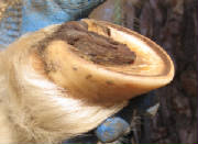 Oblique view of a healthy trim