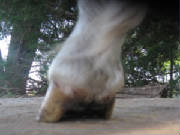 Excess hoof growth