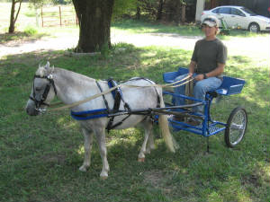 Snapple hitched to a cart