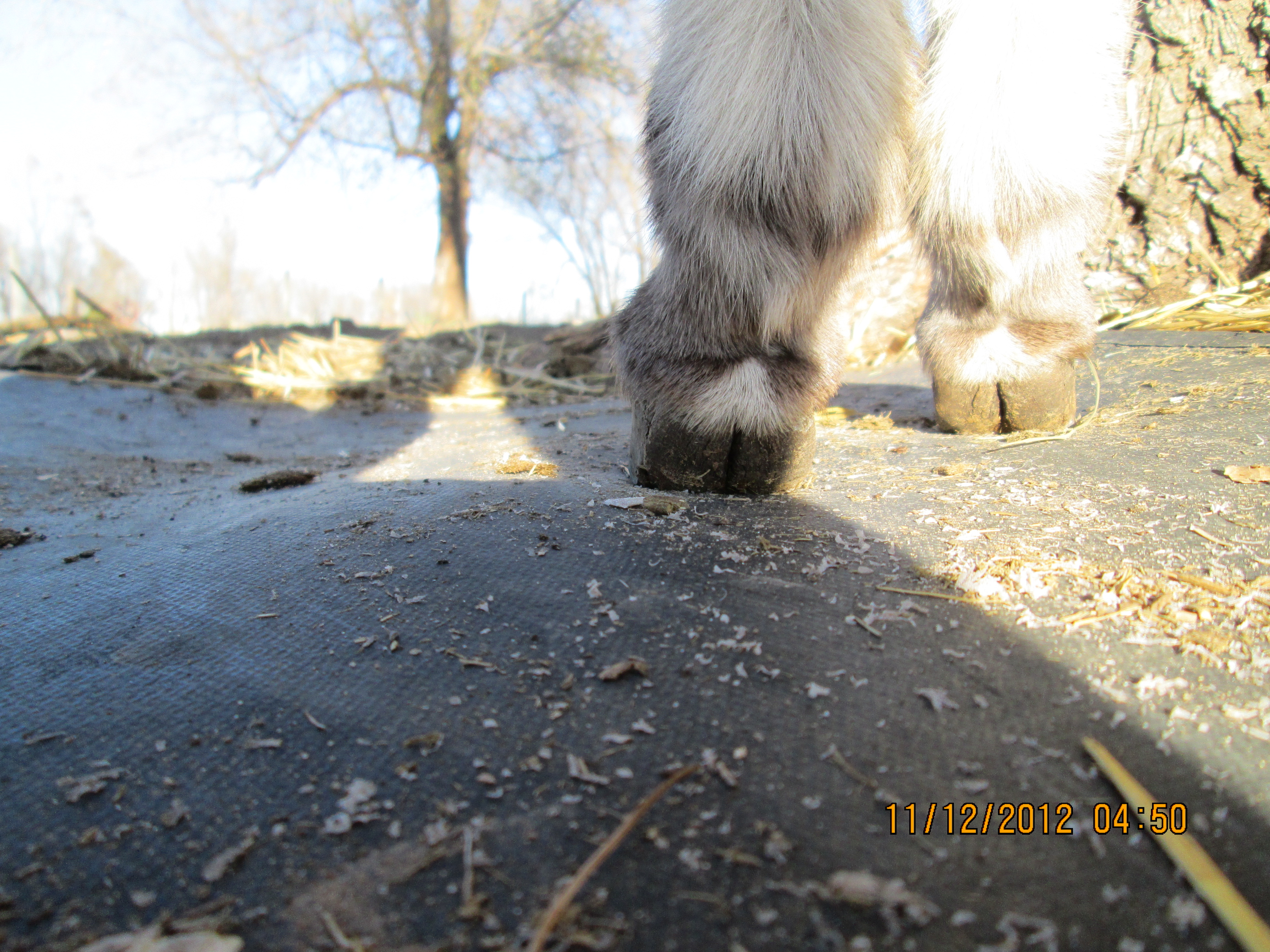 Donkey Heels