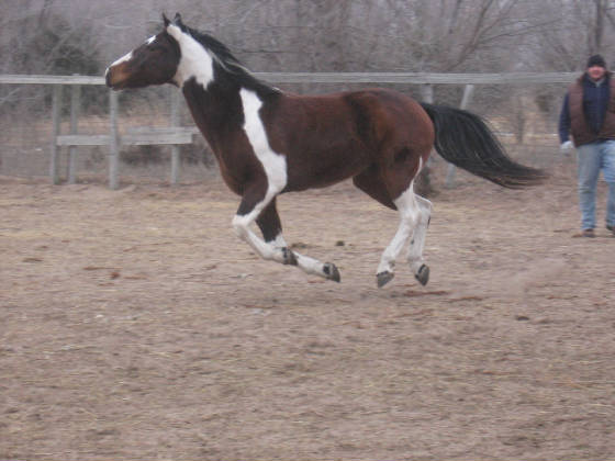 GALLOPING BAREFOOT PAINT HORSE 2011