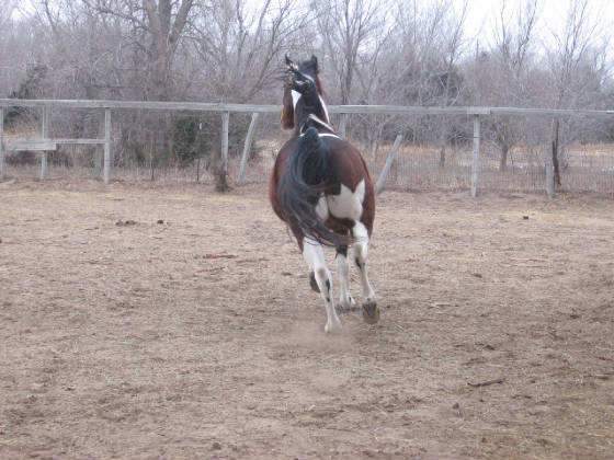 RearViewOfGallopingHorseBareHoofVisible.JPG