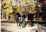 The First 2 colts I left Barefoot!