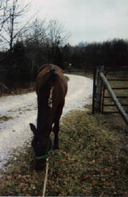 One of my BLM Mustangs