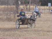 Driving the mini horse Snapple