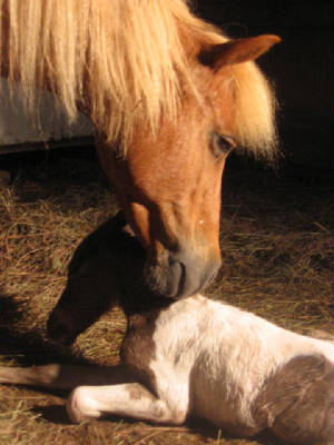 New born foal and mare