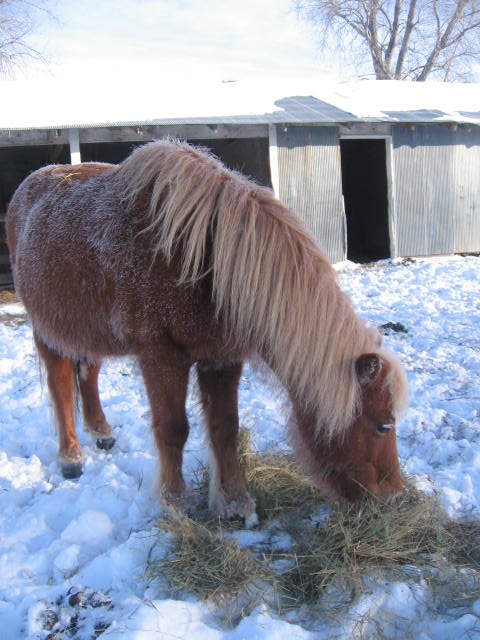 woolly pony in the snow