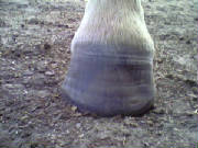 healthy hoof 