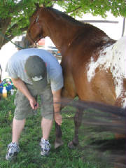 Man cues horse to pick up foot