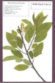 Illustration of Wild Cherry Tree