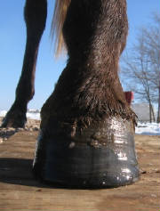 Healthy hoof