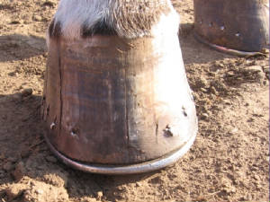 Grass Cracks in a Hoof