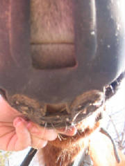 Both lips visible through hole in muzzle for proper fit