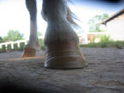 Unhealthy yearling hoof