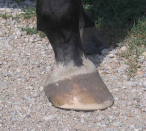 Gravel crunching hoof shown on gravel