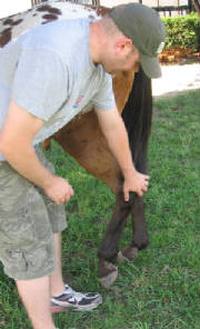 Man picks up hind foot