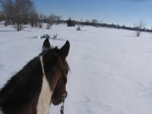Snowy view from atop a horse