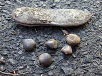 Coffee Tree Seed Pod and Seeds