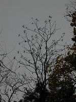 Photo of Coffee Tree with Pods in Winter