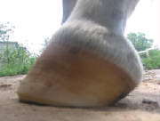 Lateral view of a healthier hoof capsule