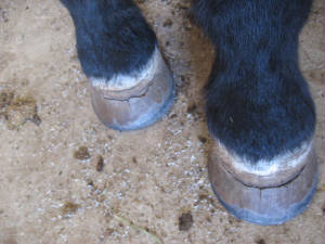 Hoof cracks from mold poisoning