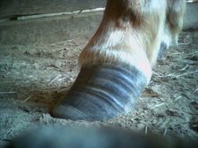 Chronic mild laminitis, with poor trimming