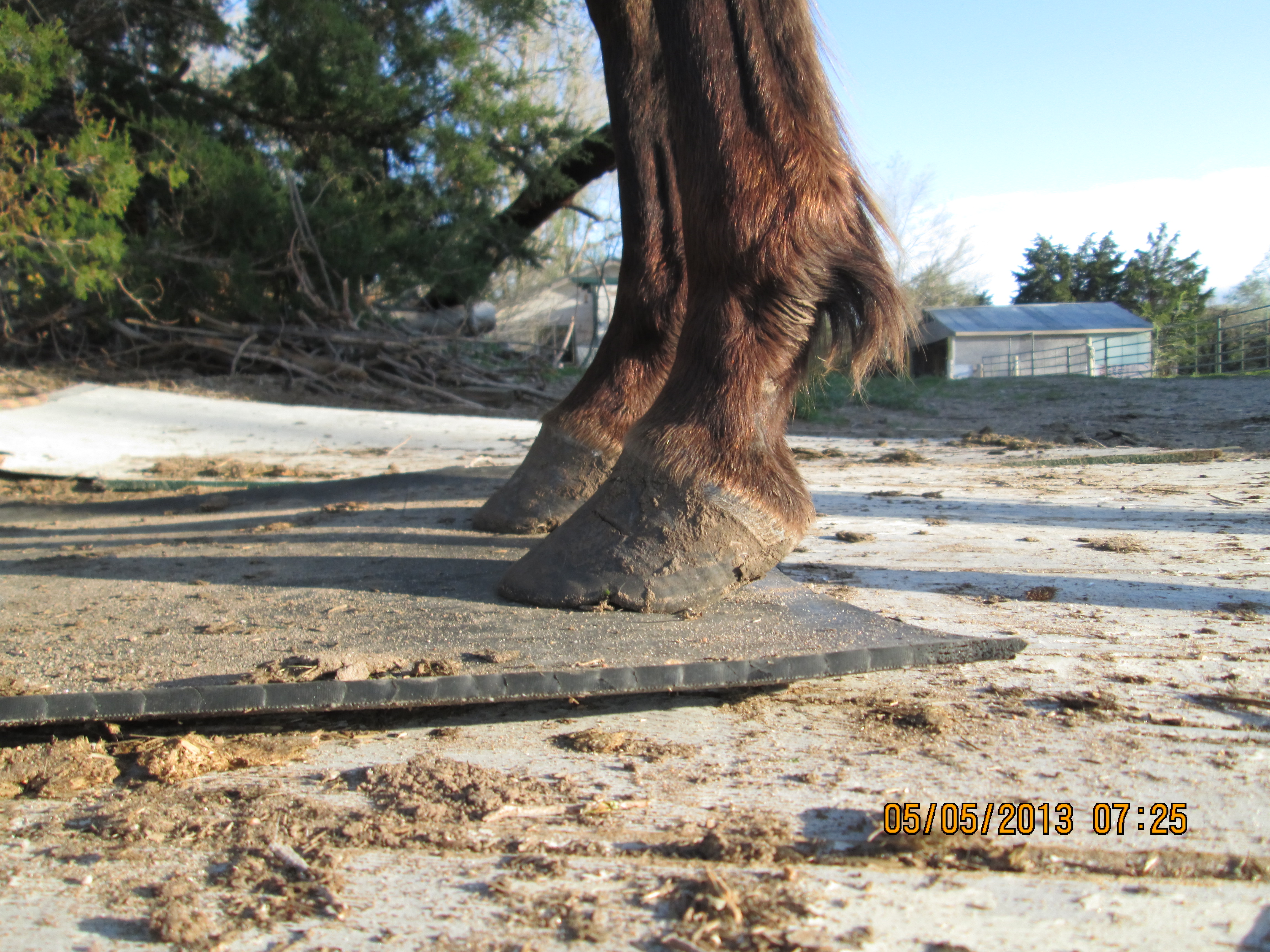 Long overgrown hooves 