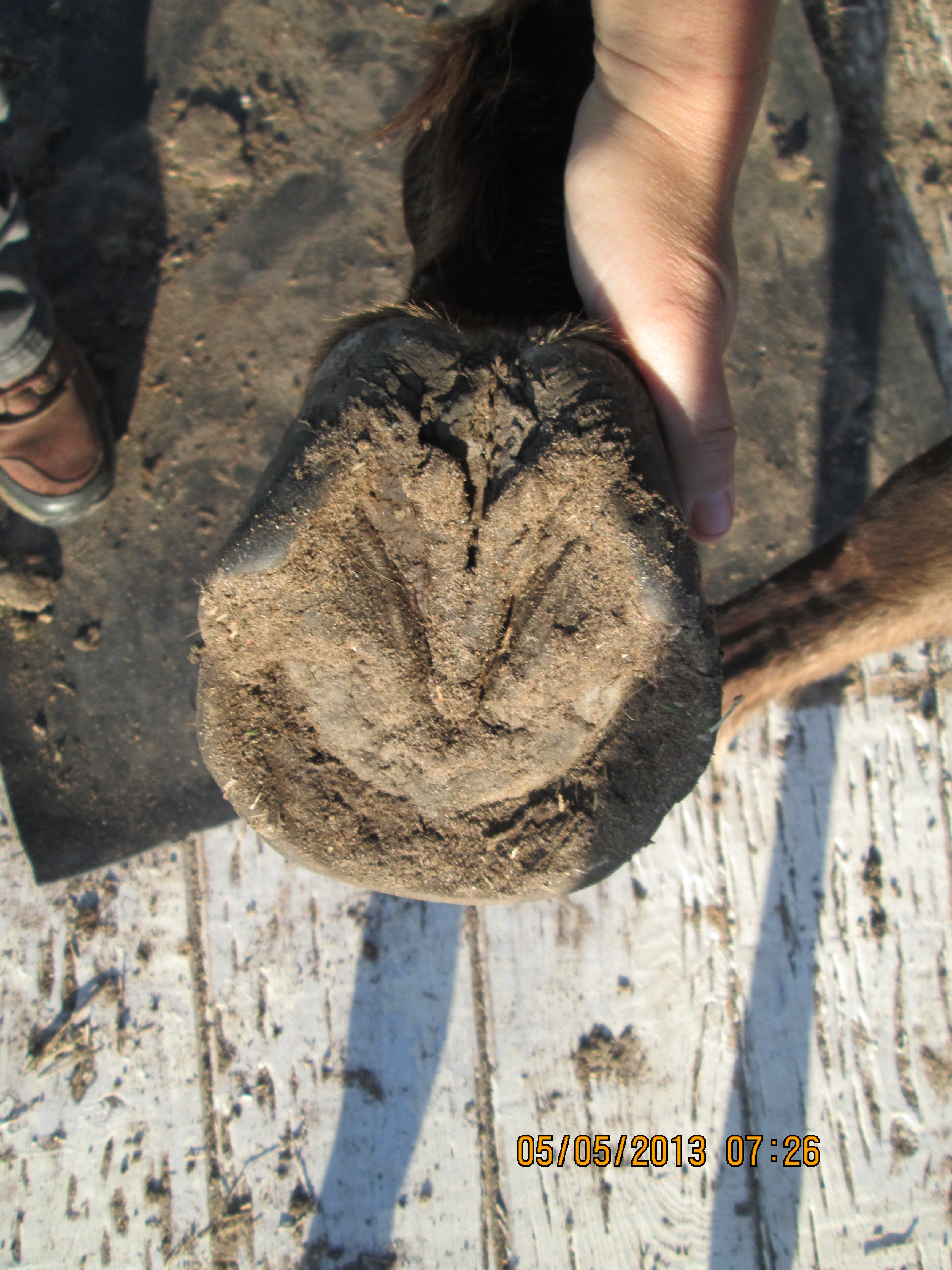 sole view of overgrown hoof