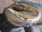 Aggressive trim for a foundered horse that will be wearing boots