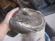 Oblique view of Pippin's foot