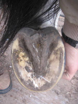 Healthy shoeless hind hoof