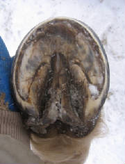 Sole view of hoof with mild contracted heels