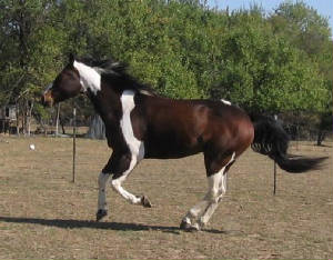 Galloping horse at liberty